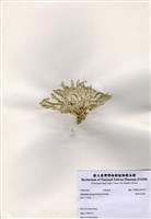 藏品(楔形仙掌藻)的圖片